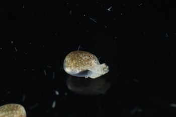 Media type: image;   Malacology 393728 Description: live specimen;